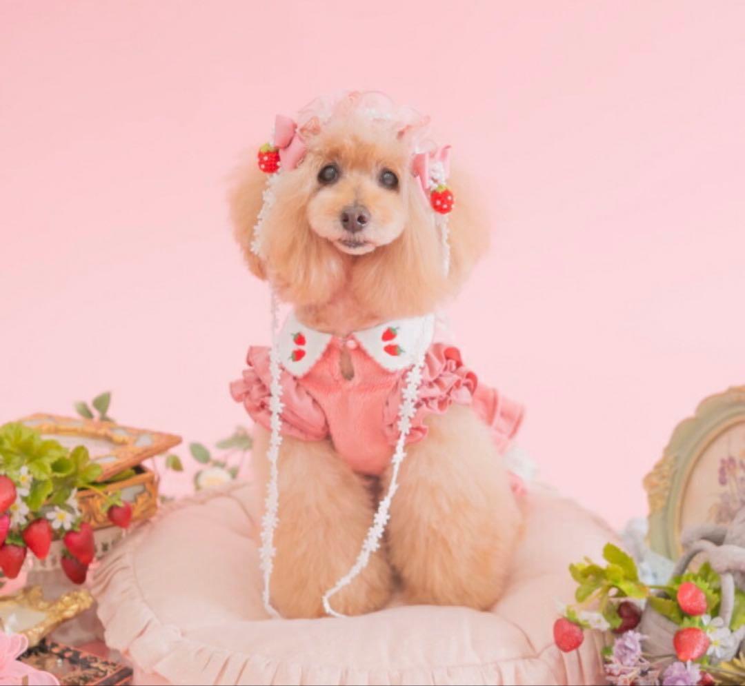 CanNana きゃんナナ　Sサイズ