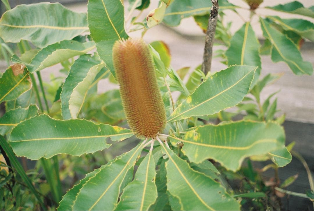 【整備品】Minolta XD ボディ　作例あり