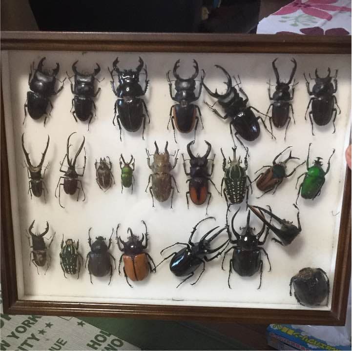 昆虫クワガタ、カブトムシ標本