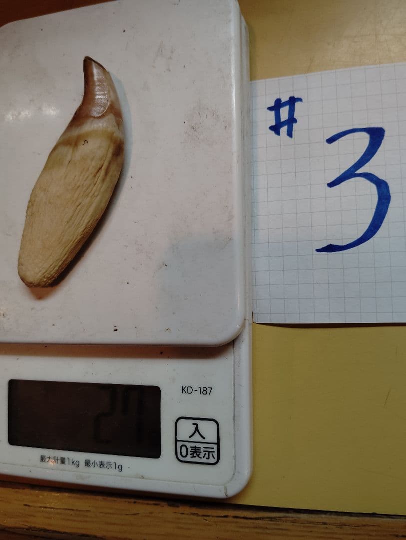 #2.3.4 kubota ヒグマ 牙