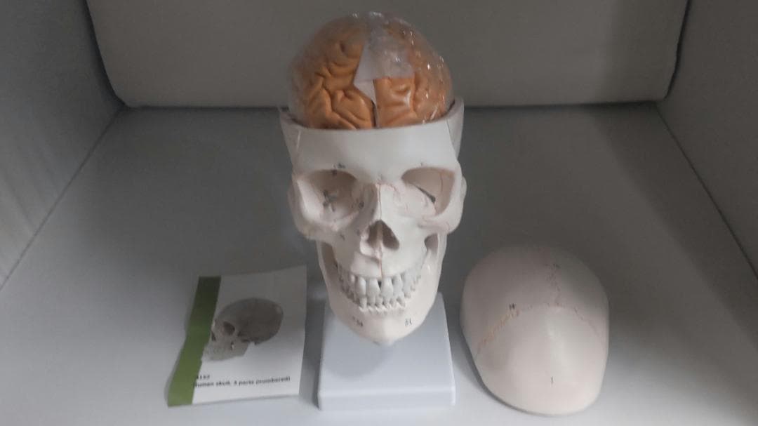 実物大　頚椎・脳付き頭蓋骨模型 人体模型　スタンド式