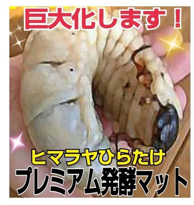 極上☆ギネス狙いに！プレミアム3次発酵カブトムシマット【8袋】特殊アミノ酸強化！