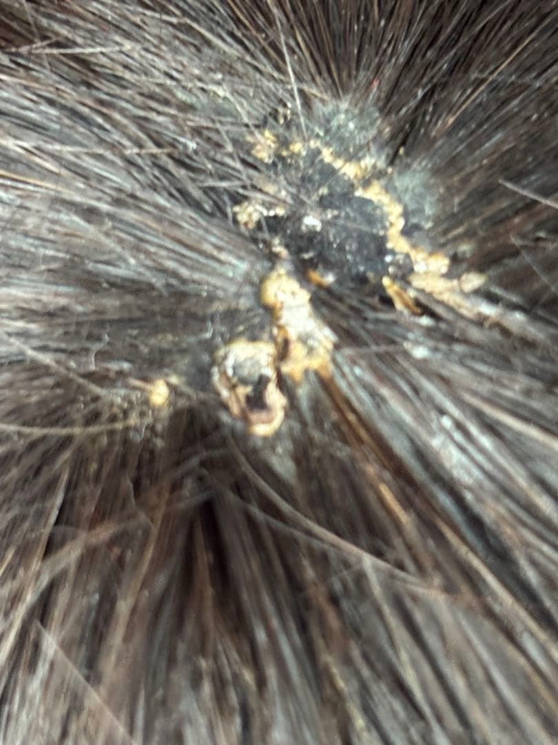 市松人形 初音 抱き人形 日本人形 和人形 ビスクドール アンティークドール