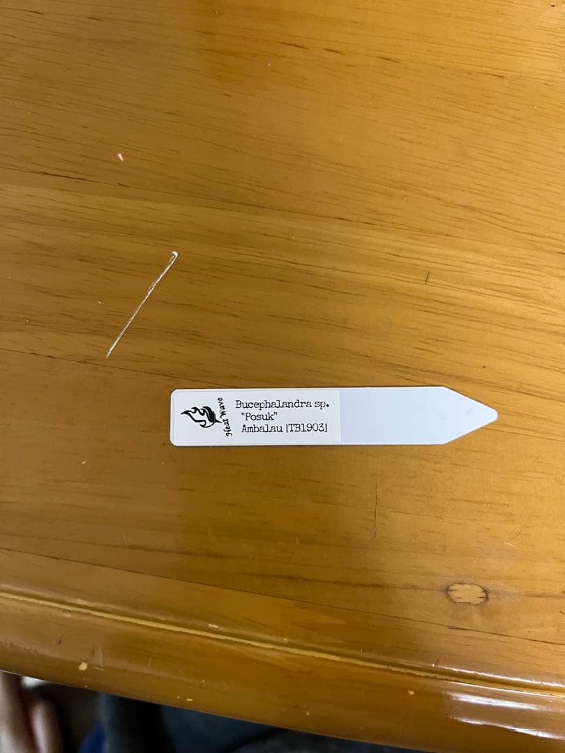タグ付きBucephalandra sp.\"Posuk\"