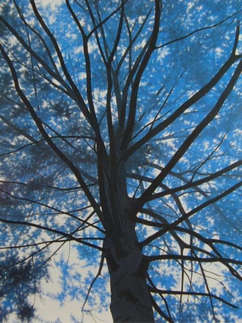 千住博、【 樹の声を聴く】、希少な画集画、新品高級額 額装付、状態良好