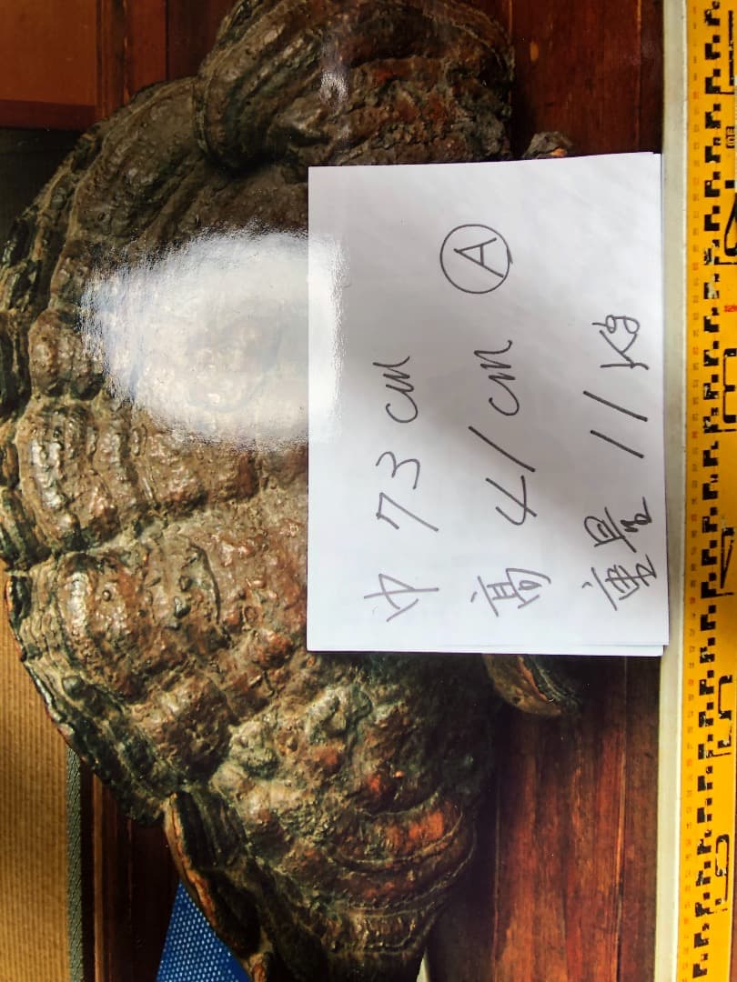 さるのこしかけ