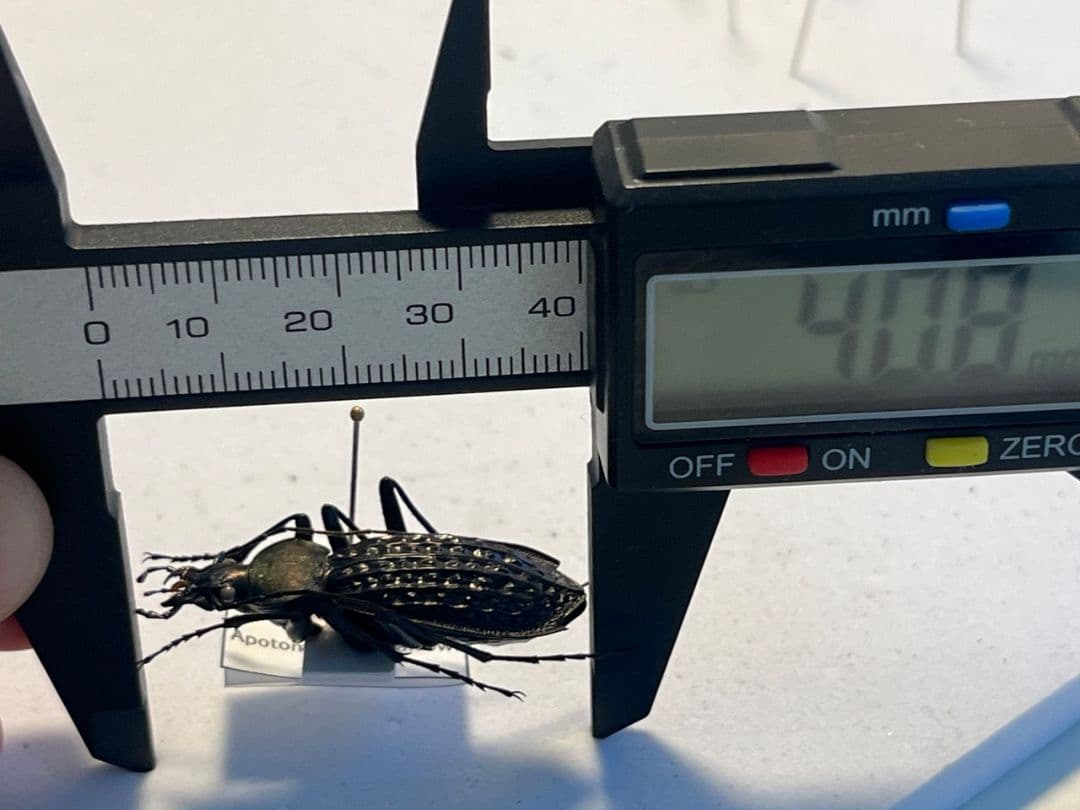 【40mm】アロウトゲオサムシ エリスカブリモドキ オサムシ標本 オサムシ